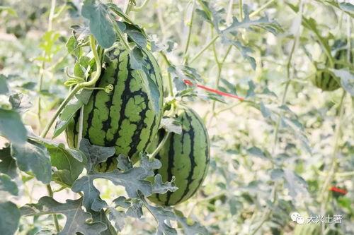 成县吃瓜网红,揭秘当地美食文化 第3张 成县吃瓜网红,揭秘当地美食文化 第3张